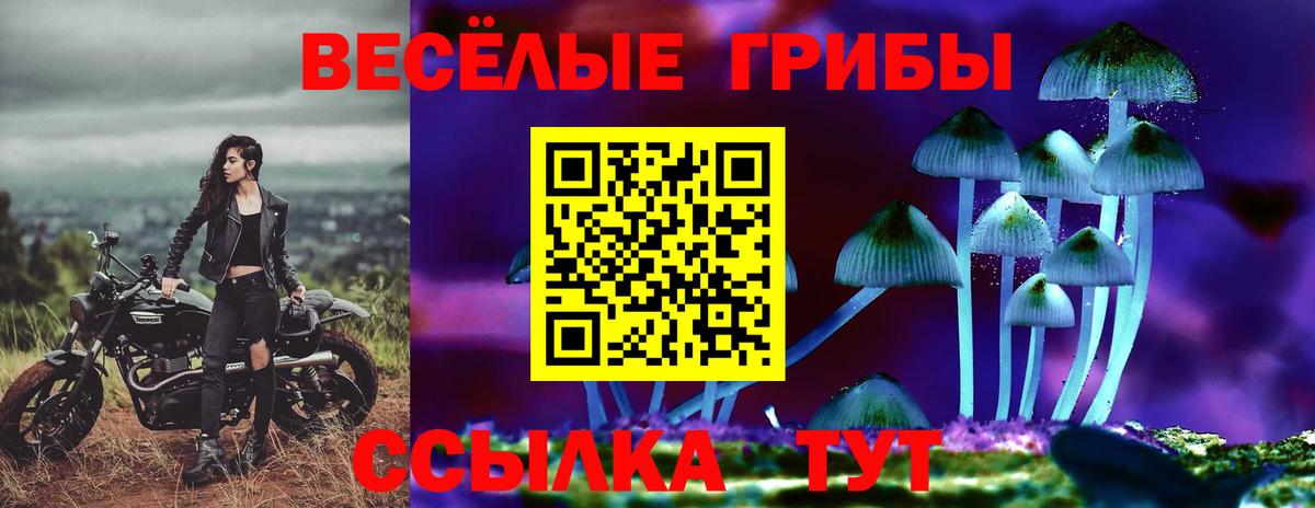 Галлюциногенные грибы Psilocybe Городец